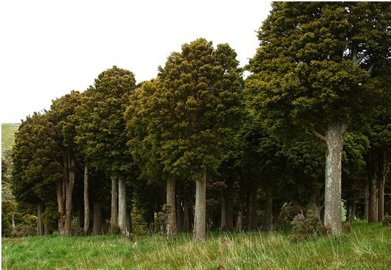 From forest to industry-your desk-How is paper made